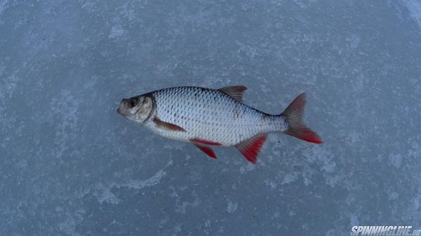 Изображение 1 : зимняя рыбалка в феврале